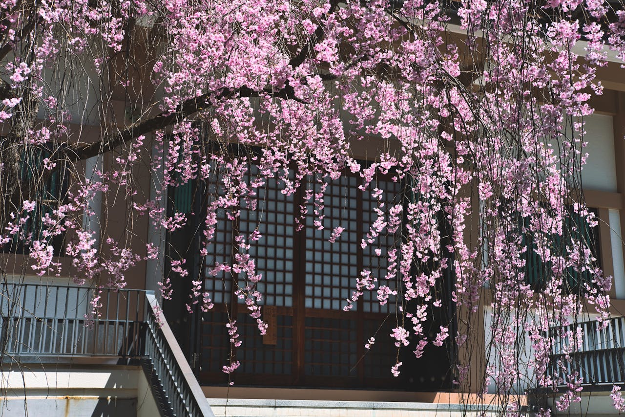 who-we-are Beautiful pink cherry blossoms blooming in front of a traditional Japanese building in Nagano, Japan.